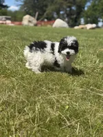 Pierre, a male Poodle - Toy  for sale in Redford Township, MI – 3 of 3