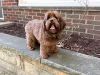 Cosmo, a male Yorkipoo for sale in Redford Township, MI – 3 of 8