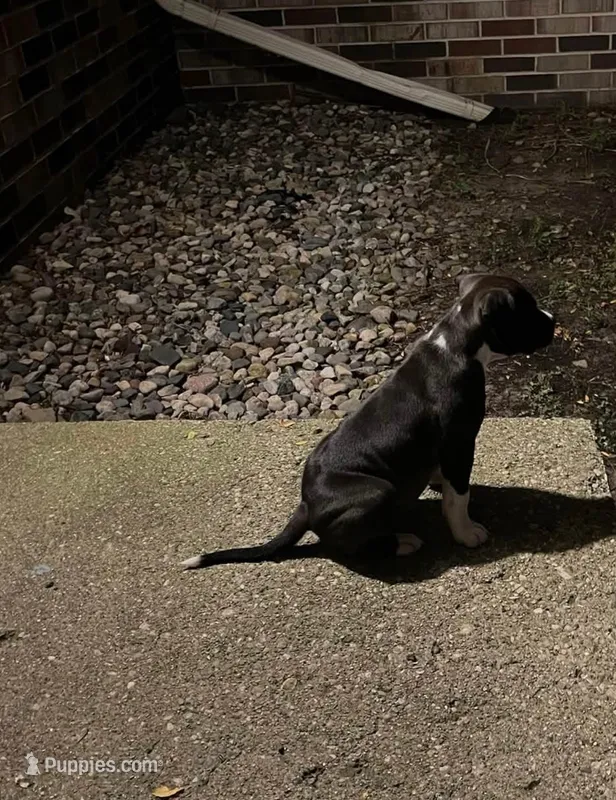 Diesel – American Pit Bull Terrier puppy for sale in Redford Township, MI