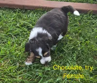 Daisy , a female Bernedoodle for sale in Detroit, MI – 2 of 2