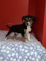 Rome, a male Australian Shepherd for sale in Redford Township, MI – 3 of 3