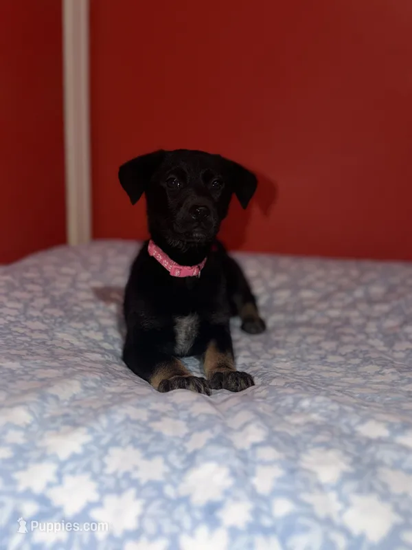 Gigi – German Shepherd Dog puppy for sale in Redford Township, MI