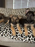 Demi, a female German Shepherd Dog for sale in Redford Township, MI – Photo 6 of 10