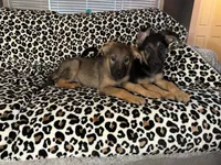 Demi, a female German Shepherd Dog for sale in Redford Township, MI – Photo 7 of 10