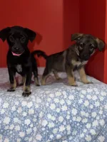 Gigi, a female German Shepherd Dog for sale in Redford Township, MI – 4 of 5