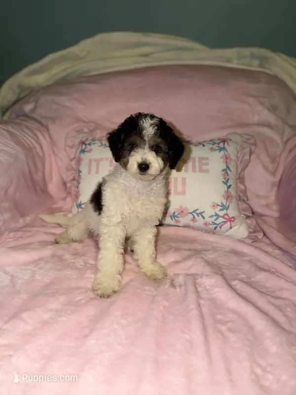 Dolly – Bernedoodle puppy for sale in Detroit, MI
