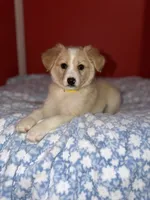Maple, a female Australian Shepherd for sale in Redford Township, MI – 2 of 2