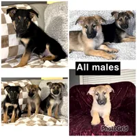 Denver, a male German Pinscher for sale in Redford Township, MI – Photo 1 of 2