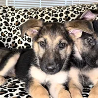 Denver, a male German Pinscher for sale in Redford Township, MI – Photo 2 of 2