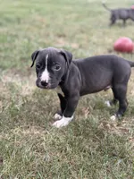 Diesel, a male American Pit Bull Terrier for sale in Redford Township, MI – 3 of 3