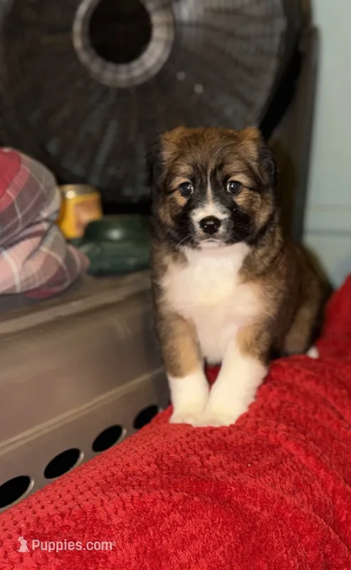 Rome – Australian Shepherd puppy for sale in Redford Township, MI
