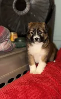Rome, a male Australian Shepherd for sale in Redford Township, MI – 1 of 2