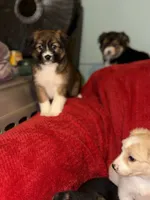 Rome, a male Australian Shepherd for sale in Redford Township, MI – 2 of 2