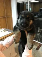 Zara, a female German Shepherd Dog for sale in Redford Township, MI – Photo 1 of 2