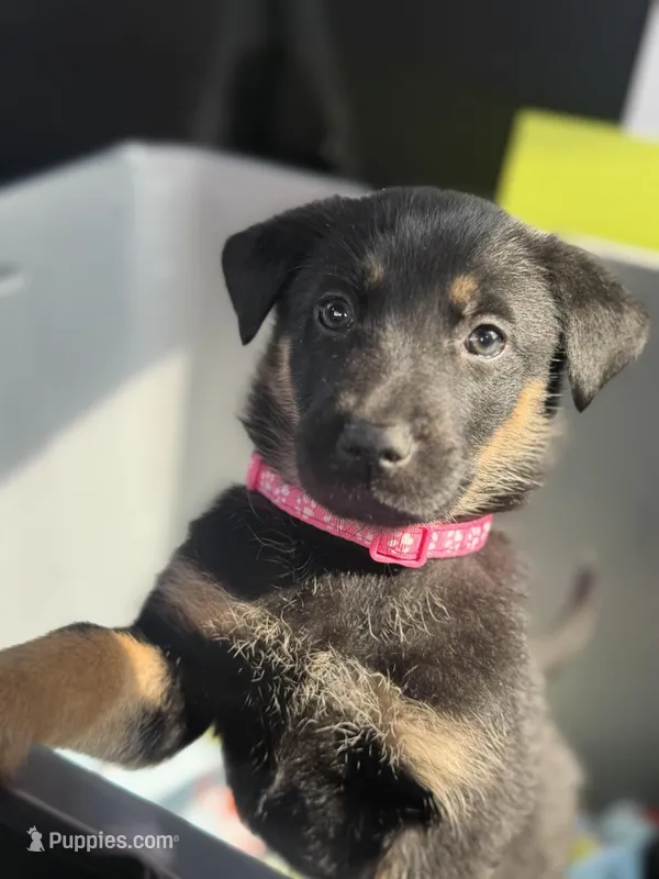 Zara – German Shepherd Dog puppy for sale in Redford Township, MI