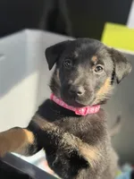 Venus, a female German Shepherd Dog for sale in Redford Township, MI – 1 of 3