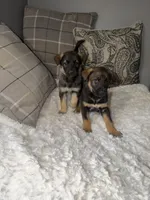 Venus, a female German Shepherd Dog for sale in Redford Township, MI – 2 of 3