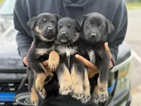 Venus, a female German Shepherd Dog for sale in Redford Township, MI – 3 of 3