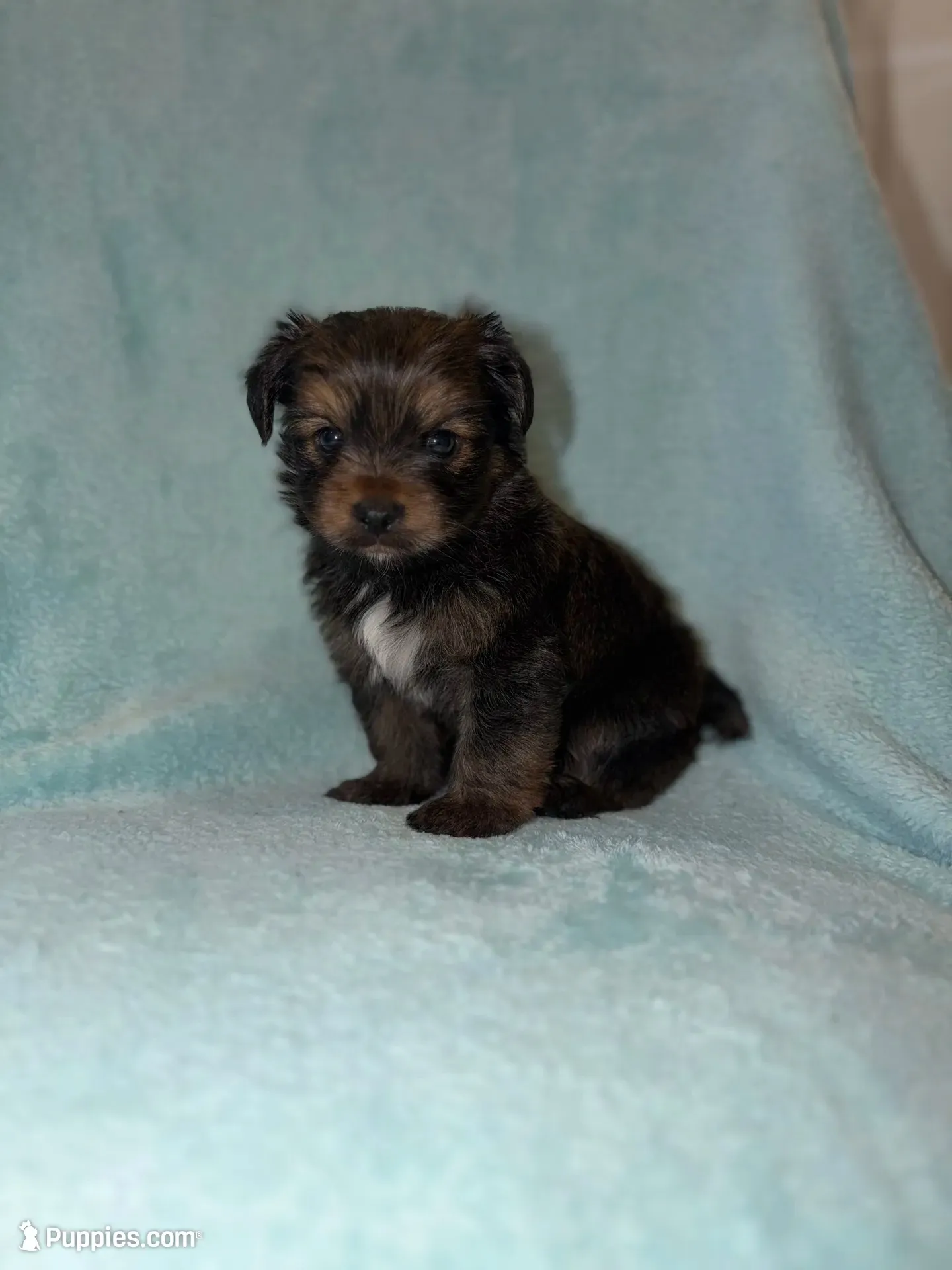 Mike and Ike, a male Shih Tzu and Yorkshire Terrier for sale in Redford Township, MI – 2 of 5