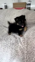 Koko, a female Australian Shepherd for sale in Redford Township, MI – 4 of 4