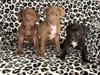 Peaches, a female American Pit Bull Terrier for sale in Redford Township, MI – Photo 7 of 7