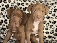 Peaches, a female American Pit Bull Terrier for sale in Redford Township, MI – Photo 2 of 7