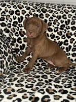 Peaches, a female American Pit Bull Terrier for sale in Redford Township, MI – Photo 1 of 7