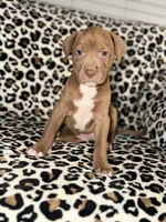 Peaches, a female American Pit Bull Terrier for sale in Redford Township, MI – Photo 5 of 7