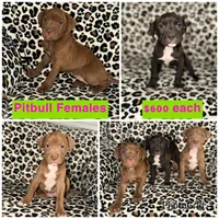 Peaches, a female American Pit Bull Terrier for sale in Redford Township, MI – Photo 6 of 7