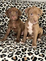 Peaches, a female American Pit Bull Terrier for sale in Redford Township, MI – Photo 4 of 7