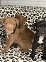 Peaches, a female American Pit Bull Terrier for sale in Redford Township, MI – Photo 3 of 7