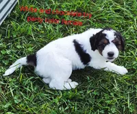 Dolly, a female Bernedoodle for sale in Detroit, MI – 2 of 2