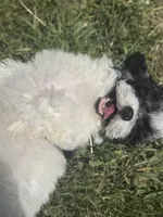 Pierre, a male Poodle - Toy  for sale in Redford Township, MI – 1 of 3