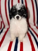 Pierre, a male Poodle - Toy  for sale in Redford Township, MI – 2 of 3