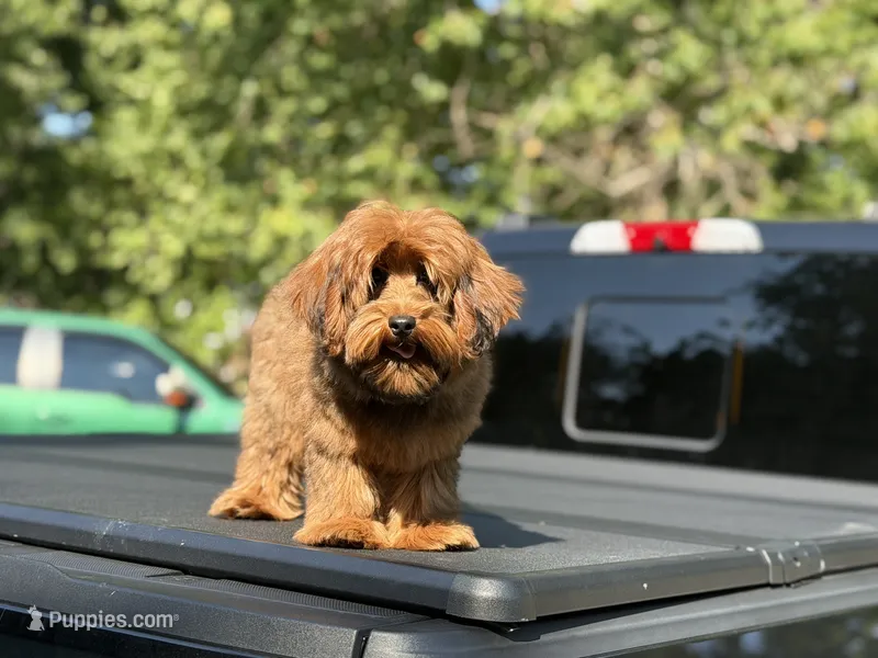 Cosmo – Yorkipoo puppy for sale in Redford Township, MI