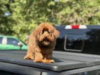 Cosmo, a male Yorkipoo for sale in Redford Township, MI – 1 of 8