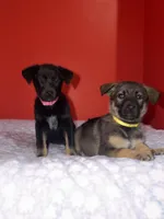 Gigi, a female German Shepherd Dog for sale in Redford Township, MI – 3 of 5