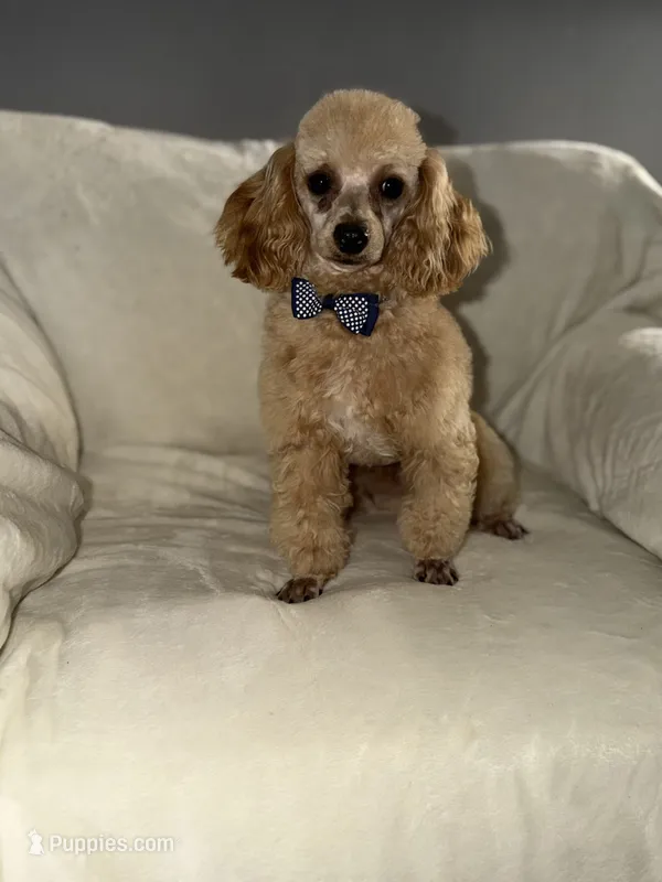 Peanut  – Poodle - Miniature  puppy for sale in Redford Township, MI