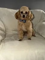 Peanut , a male Poodle - Miniature  for sale in Redford Township, MI – 1 of 3
