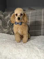 Peanut , a male Poodle - Miniature  for sale in Redford Township, MI – 3 of 3