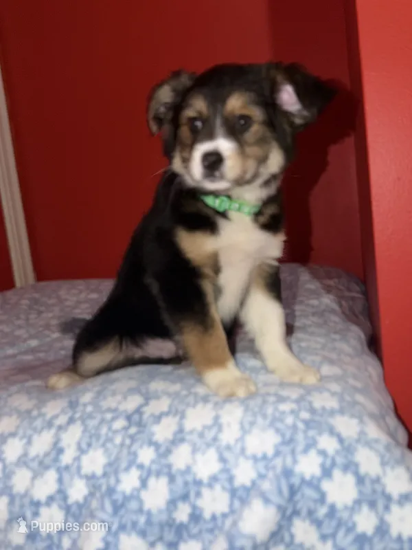 Rome – Australian Shepherd puppy for sale in Redford Township, MI