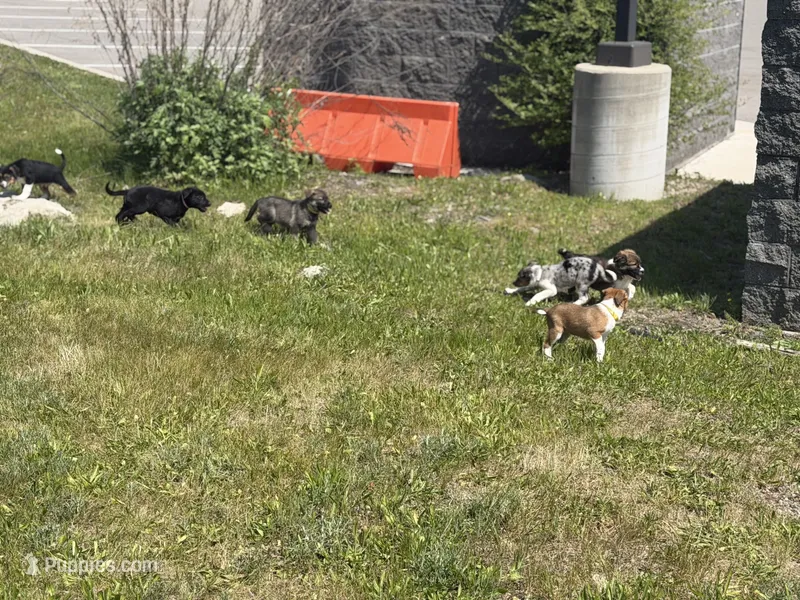 Maple – Australian Shepherd puppy for sale in Redford Township, MI