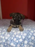 Venus, a female German Shepherd Dog for sale in Redford Township, MI – 4 of 4