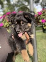 Koko, a female Australian Shepherd for sale in Redford Township, MI – 3 of 4