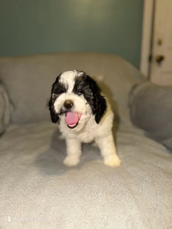 Teddy – Bernedoodle puppy for sale in Detroit, MI