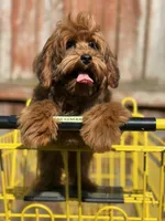 Cosmo, a male Yorkipoo for sale in Redford Township, MI – 4 of 8