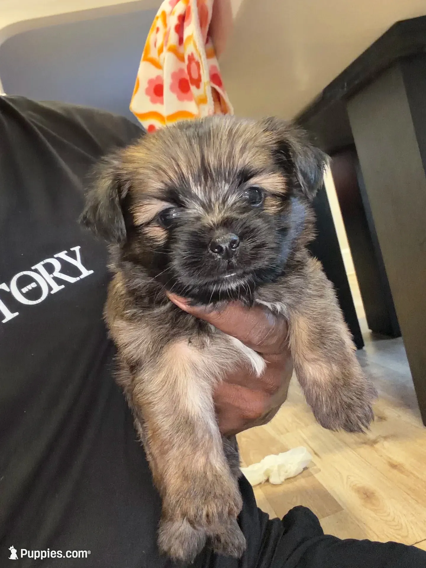 Mike and Ike, a male Shih Tzu and Yorkshire Terrier for sale in Redford Township, MI – 1 of 5