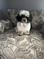 Herni, a male Poodle - Toy  for sale in Redford Township, MI – 2 of 5