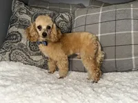Peanut , a male Poodle - Miniature  for sale in Redford Township, MI – 2 of 3