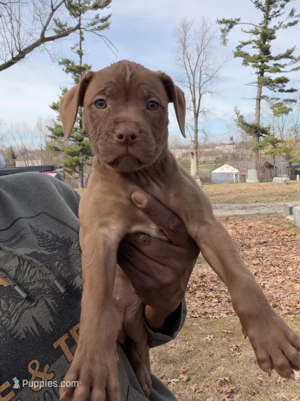 Kali – American Pit Bull Terrier puppy for sale in Redford Township, MI